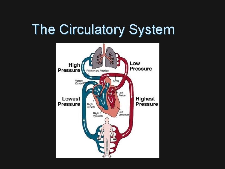 The Circulatory System 