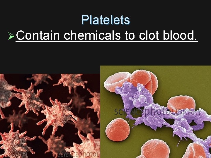 Platelets ØContain chemicals to clot blood. 