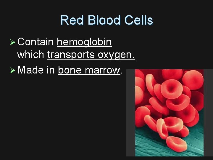 Red Blood Cells Ø Contain hemoglobin which transports oxygen. Ø Made in bone marrow.