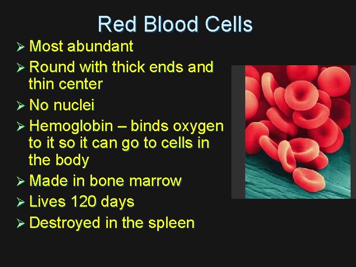 Red Blood Cells Ø Most abundant Ø Round with thick ends and thin center