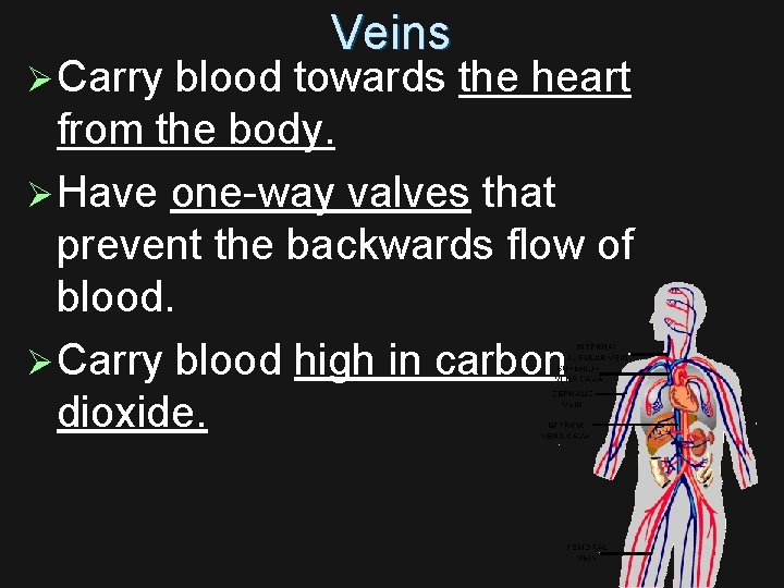 Veins Ø Carry blood towards the heart from the body. Ø Have one-way valves