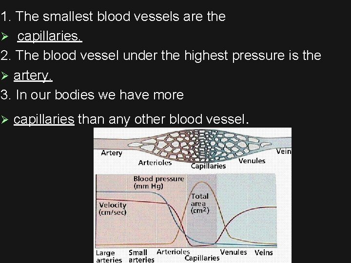 1. The smallest blood vessels are the Ø capillaries. 2. The blood vessel under