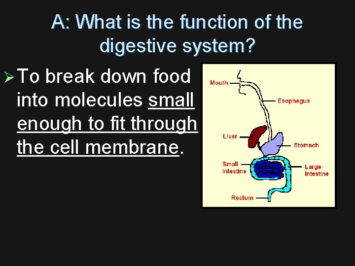 A: What is the function of the digestive system? Ø To break down food