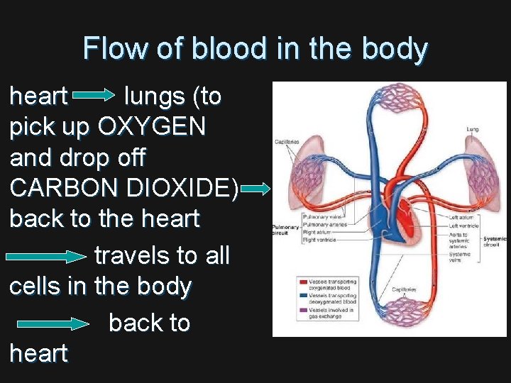 Flow of blood in the body heart lungs (to pick up OXYGEN and drop