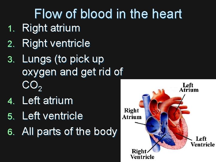 Flow of blood in the heart 1. 2. 3. 4. 5. 6. Right atrium