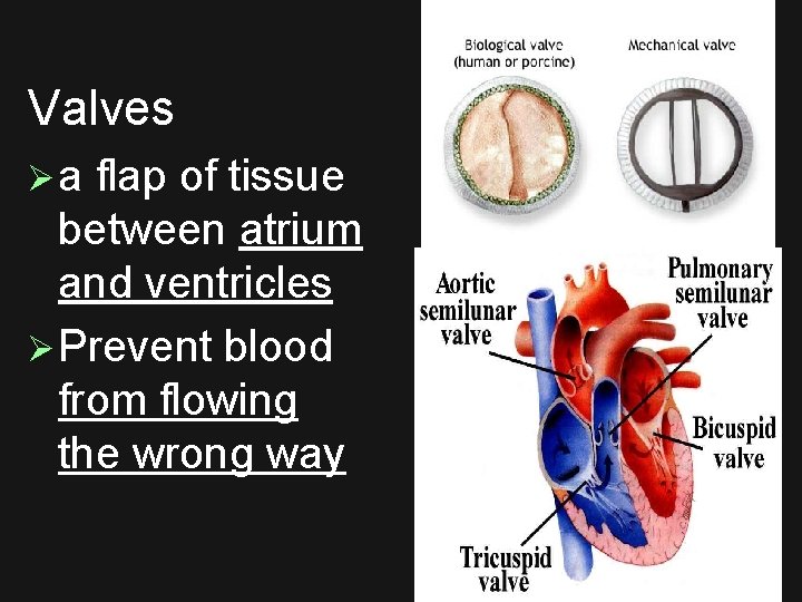 Valves Ø a flap of tissue between atrium and ventricles Ø Prevent blood from