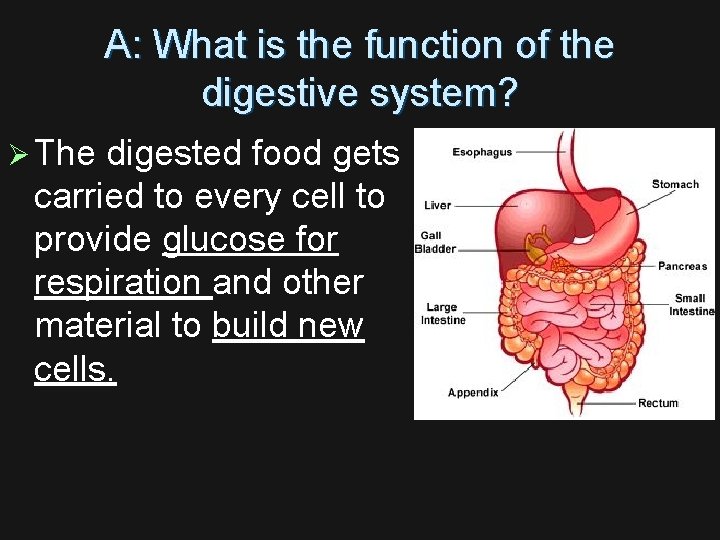 A: What is the function of the digestive system? Ø The digested food gets