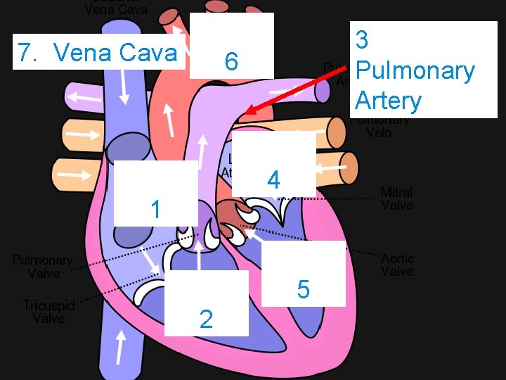 7. Vena Cava 3 Pulmonary Artery 6 4 1 5 2 