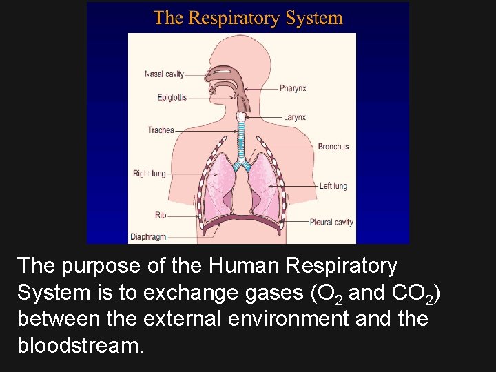 The purpose of the Human Respiratory System is to exchange gases (O 2 and