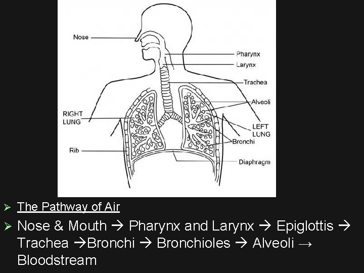 Ø The Pathway of Air Ø Nose & Mouth Pharynx and Larynx Epiglottis Trachea