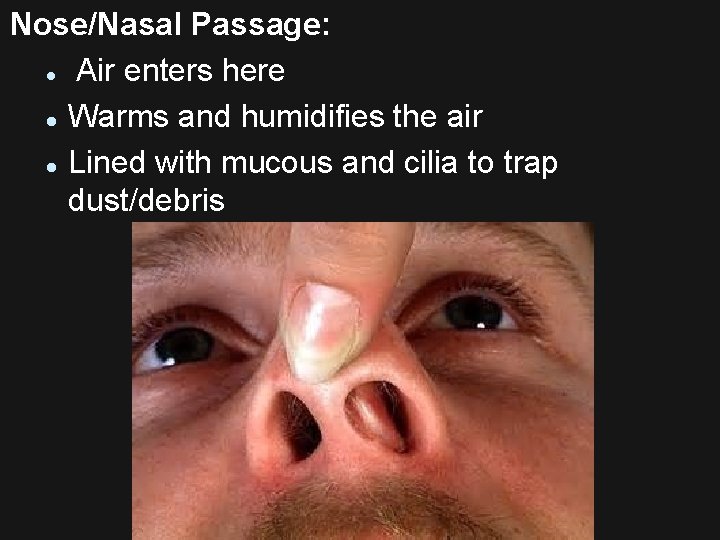 Nose/Nasal Passage: l Air enters here l Warms and humidifies the air l Lined