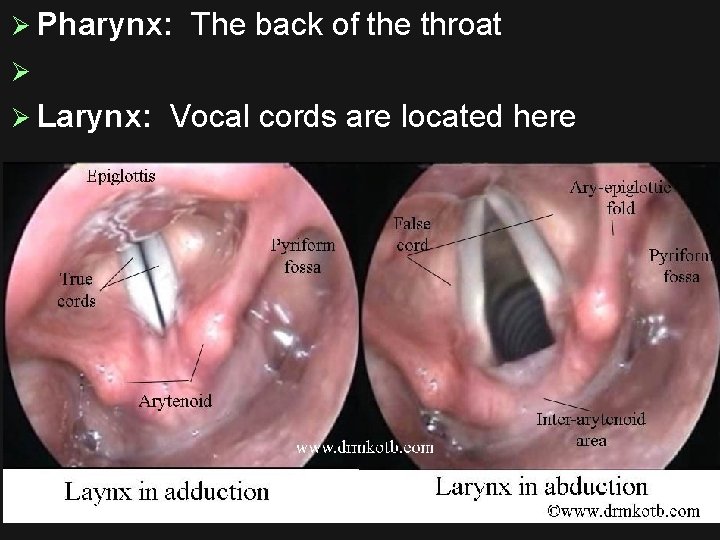 Ø Pharynx: The back of the throat Ø Ø Larynx: Vocal cords are located