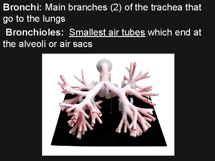 Bronchi: Main branches (2) of the trachea that go to the lungs Bronchioles: Smallest