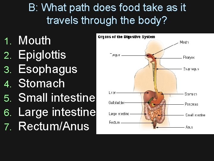 B: What path does food take as it travels through the body? 1. 2.