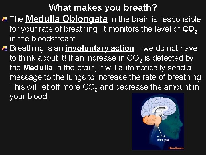 What makes you breath? The Medulla Oblongata in the brain is responsible for your