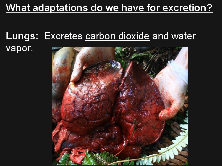 What adaptations do we have for excretion? Lungs: Excretes carbon dioxide and water vapor.