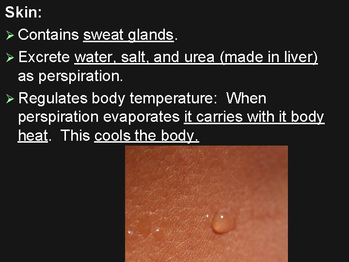Skin: Ø Contains sweat glands. Ø Excrete water, salt, and urea (made in liver)