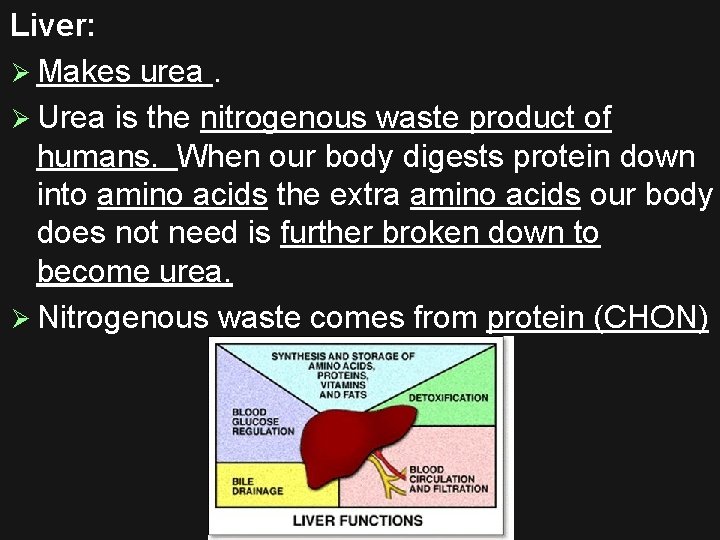 Liver: Ø Makes urea. Ø Urea is the nitrogenous waste product of humans. When