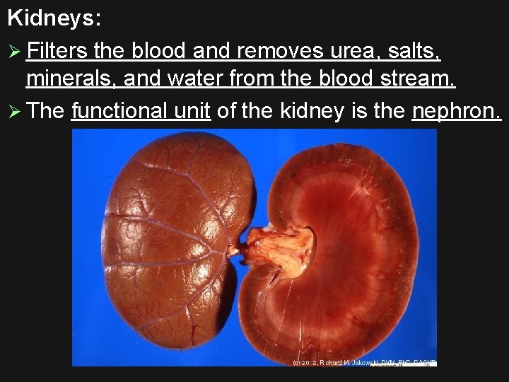 Kidneys: Ø Filters the blood and removes urea, salts, minerals, and water from the