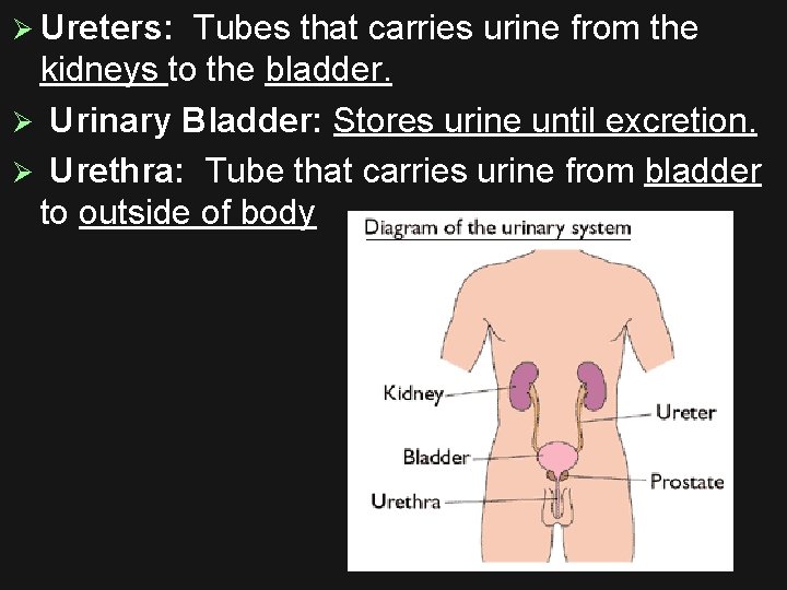 Ø Ureters: Tubes that carries urine from the kidneys to the bladder. Ø Urinary