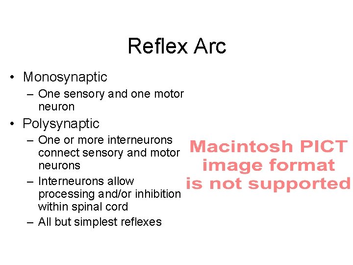 Reflex Arc • Monosynaptic – One sensory and one motor neuron • Polysynaptic –