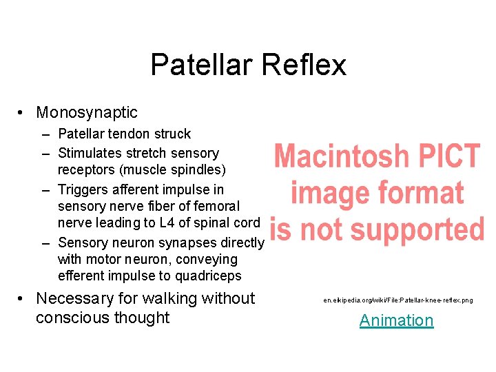 Patellar Reflex • Monosynaptic – Patellar tendon struck – Stimulates stretch sensory receptors (muscle