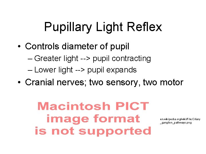 Pupillary Light Reflex • Controls diameter of pupil – Greater light --> pupil contracting