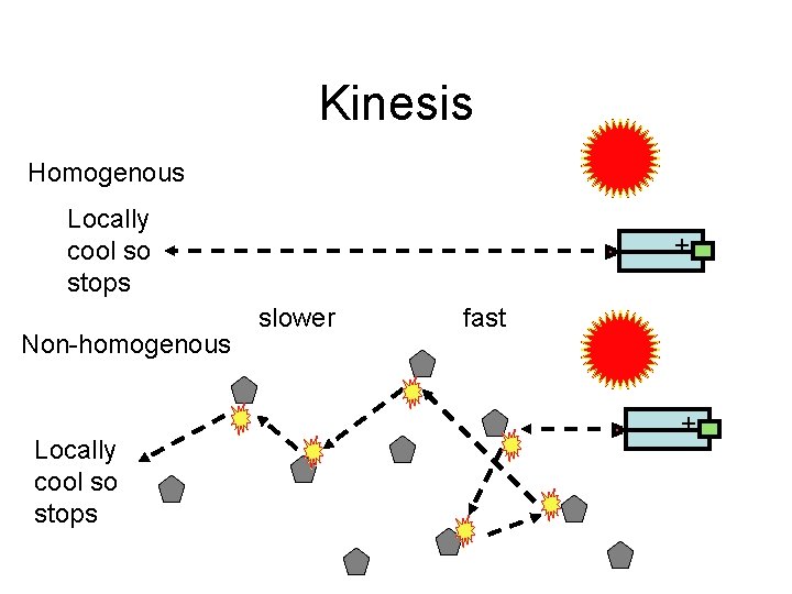 Kinesis Homogenous Locally cool so stops Non-homogenous Locally cool so stops + slower fast