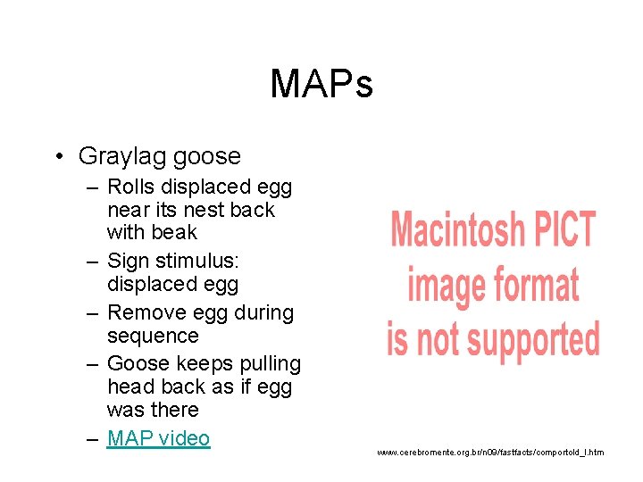 MAPs • Graylag goose – Rolls displaced egg near its nest back with beak
