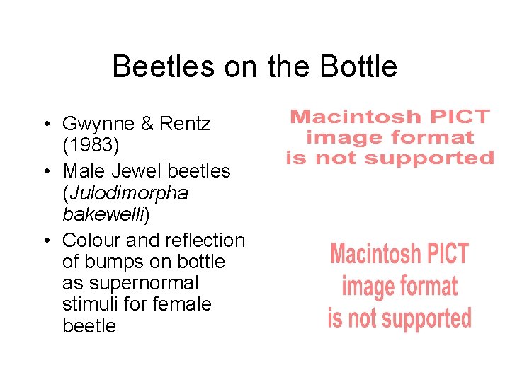 Beetles on the Bottle • Gwynne & Rentz (1983) • Male Jewel beetles (Julodimorpha