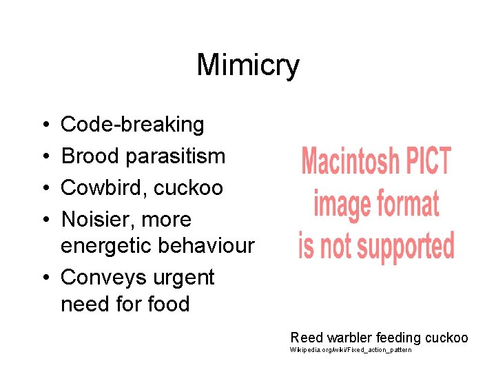 Mimicry • • Code-breaking Brood parasitism Cowbird, cuckoo Noisier, more energetic behaviour • Conveys