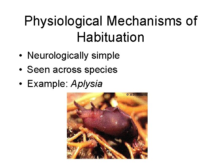 Physiological Mechanisms of Habituation • Neurologically simple • Seen across species • Example: Aplysia