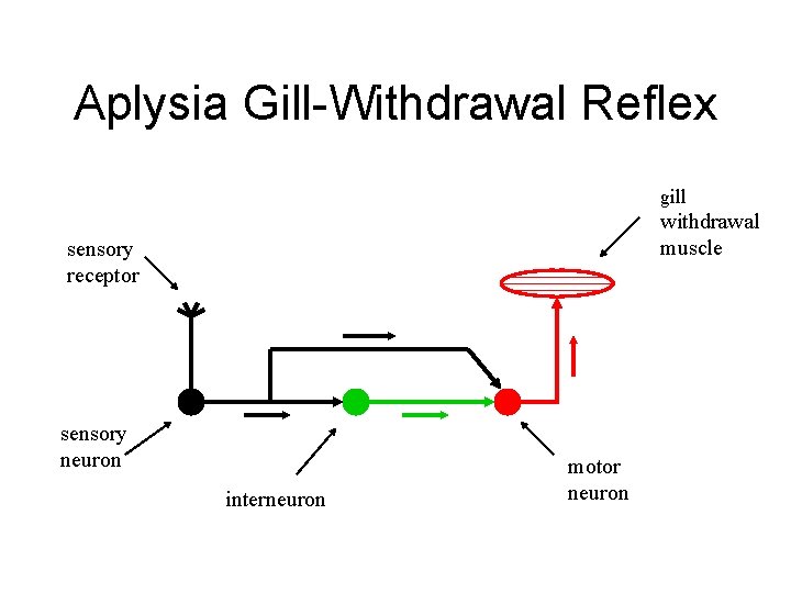 Aplysia Gill-Withdrawal Reflex gill withdrawal muscle sensory receptor sensory neuron interneuron motor neuron 
