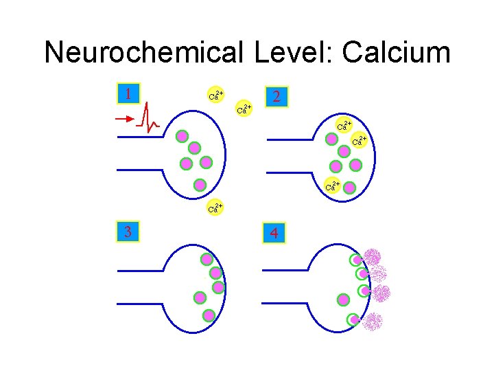 Neurochemical Level: Calcium 
