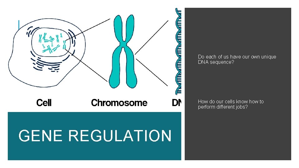 Do each of us have our own unique DNA sequence? How do our cells