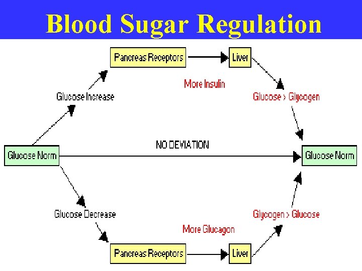 Blood Sugar Regulation 