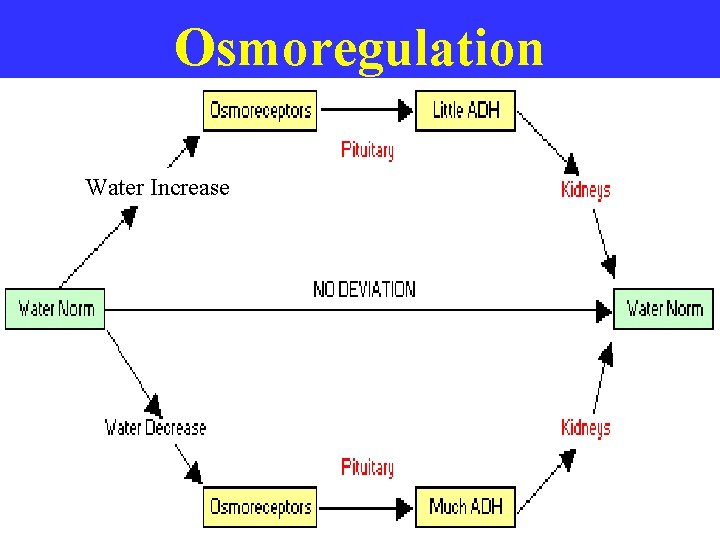 Osmoregulation Water Increase 