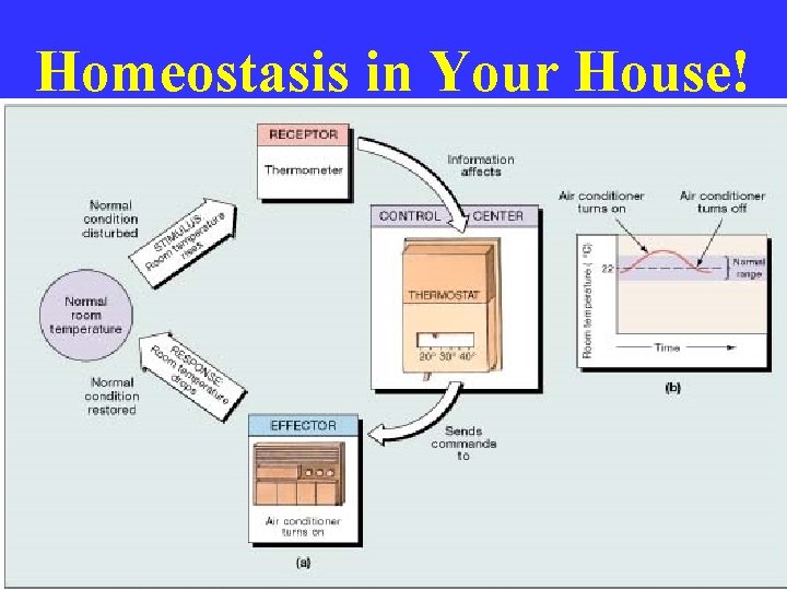 Homeostasis in Your House! 