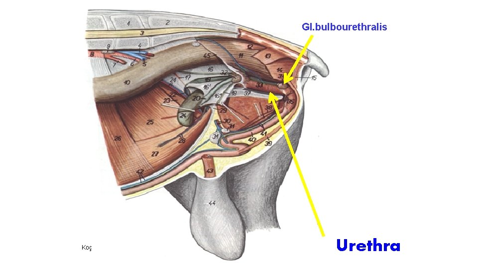 Gl. bulbourethralis Koç Urethra 