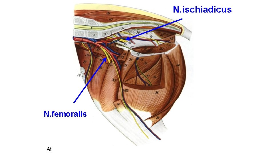 N. ischiadicus N. femoralis At 
