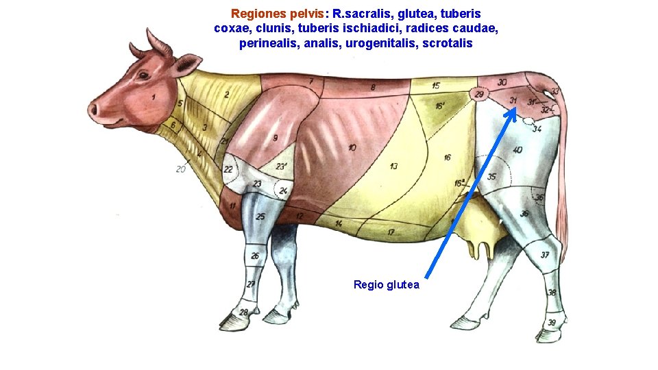 Regiones pelvis: R. sacralis, glutea, tuberis coxae, clunis, tuberis ischiadici, radices caudae, perinealis, analis,