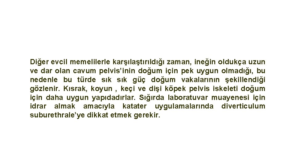 Diğer evcil memelilerle karşılaştırıldığı zaman, ineğin oldukça uzun ve dar olan cavum pelvis’inin doğum