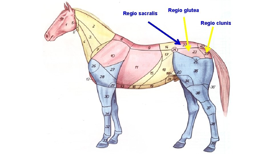 Regio sacralis Regio glutea Regio clunis 