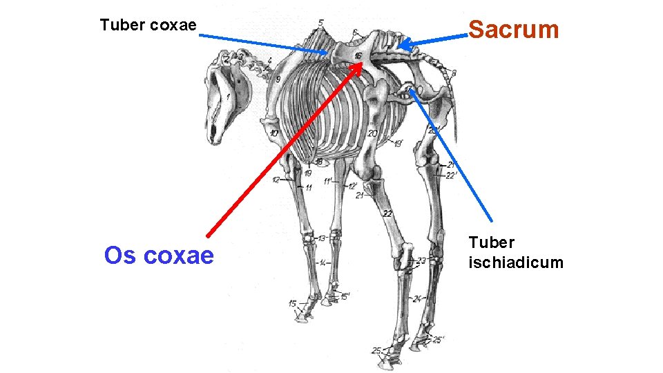 Tuber coxae Sacrum Os coxae Tuber ischiadicum 