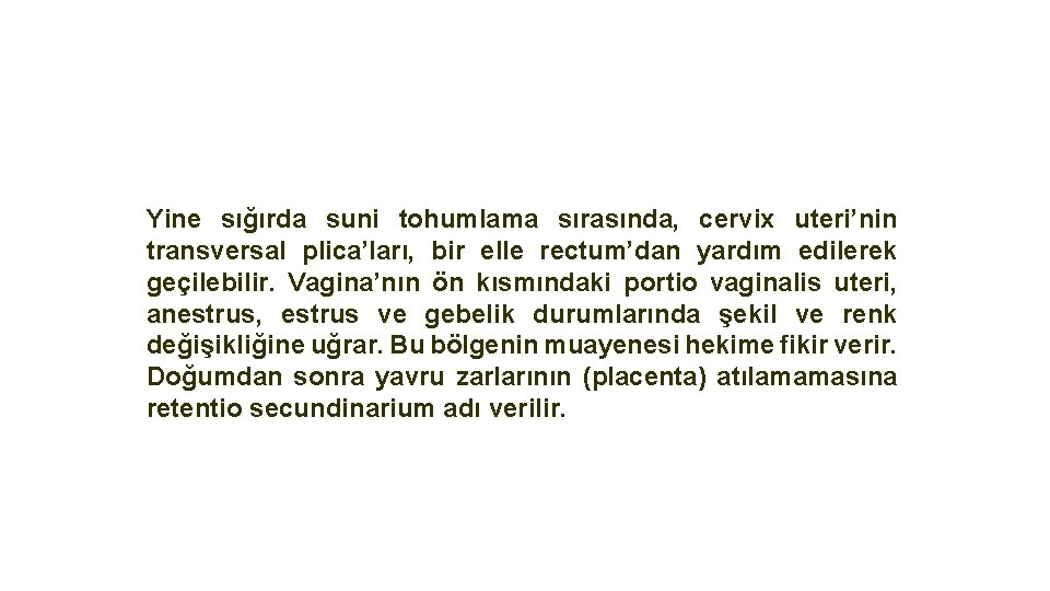 Yine sığırda suni tohumlama sırasında, cervix uteri’nin transversal plica’ları, bir elle rectum’dan yardım edilerek