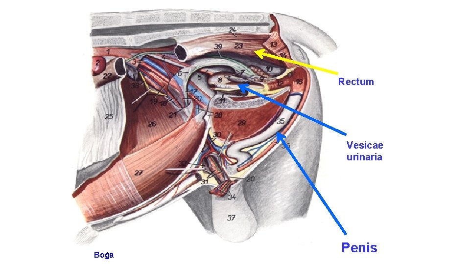 Rectum Vesicae urinaria Boğa Penis 