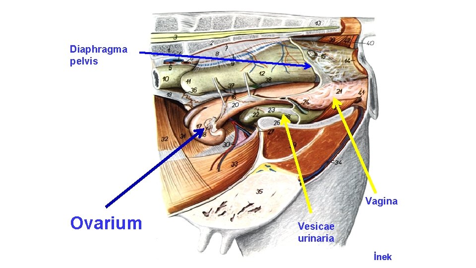 Diaphragma pelvis Vagina Ovarium Vesicae urinaria İnek 