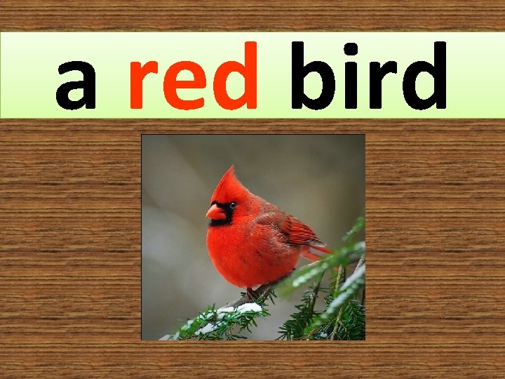 a red bird 