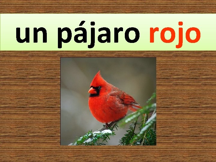 un pájaro rojo 