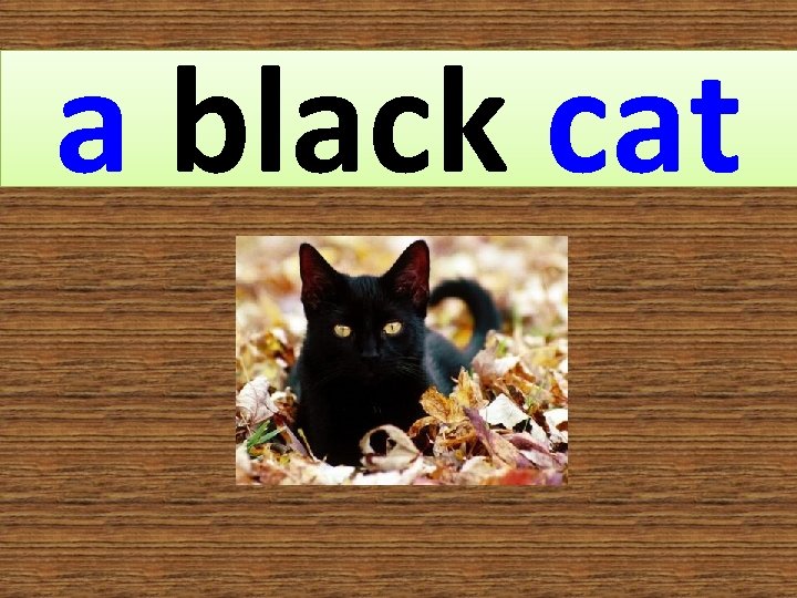 a black cat 